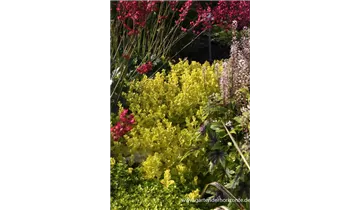 Gartenbaumschule Becker