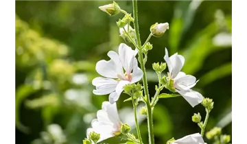 Gartenbaumschule Becker