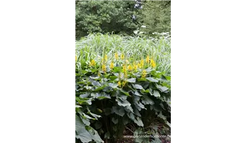 Gartenbaumschule Becker