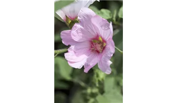 Gartenbaumschule Becker