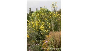 Gartenbaumschule Becker