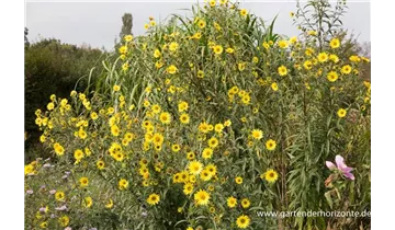 Gartenbaumschule Becker