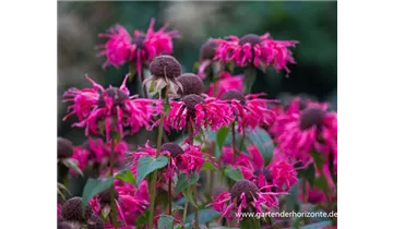 Gartenbaumschule Becker