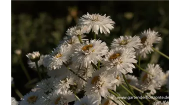 Gartenbaumschule Becker