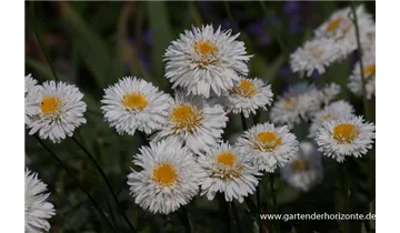 Gartenbaumschule Becker