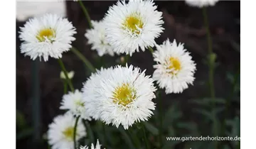 Gartenbaumschule Becker