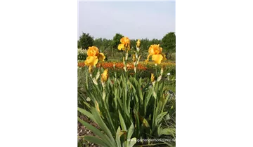 Gartenbaumschule Becker