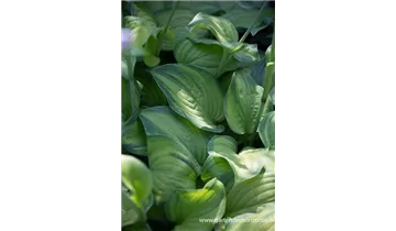 Gartenbaumschule Becker