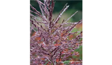 Gartenbaumschule Becker
