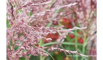 Gartenbaumschule Becker