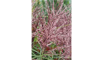 Gartenbaumschule Becker