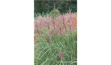 Gartenbaumschule Becker