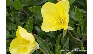 Gartenbaumschule Becker