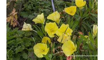 Gartenbaumschule Becker