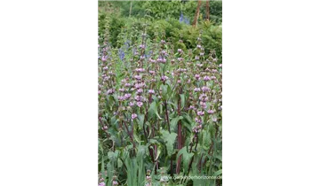 Gartenbaumschule Becker