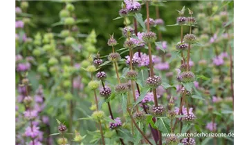Gartenbaumschule Becker