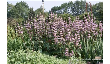 Gartenbaumschule Becker