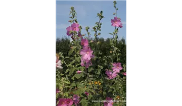 Gartenbaumschule Becker