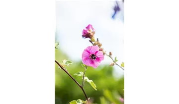 Gartenbaumschule Becker