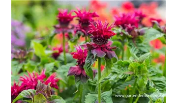 Gartenbaumschule Becker