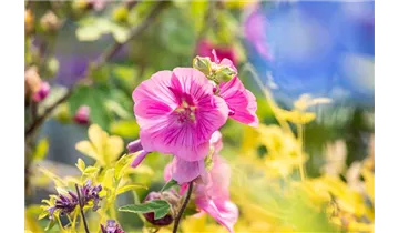 Gartenbaumschule Becker