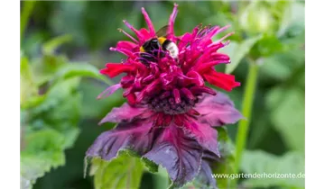 Gartenbaumschule Becker