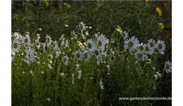 Gartenbaumschule Becker