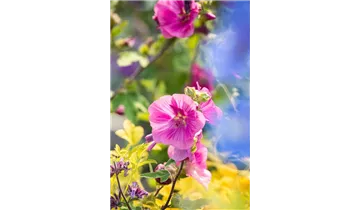 Gartenbaumschule Becker