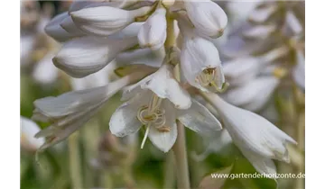 Gartenbaumschule Becker