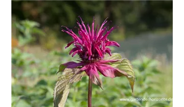 Gartenbaumschule Becker