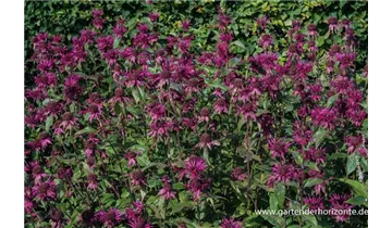 Gartenbaumschule Becker