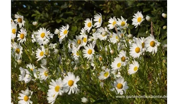 Gartenbaumschule Becker