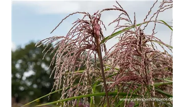 Gartenbaumschule Becker