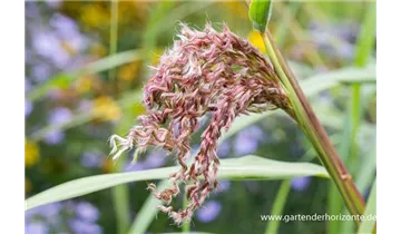 Gartenbaumschule Becker