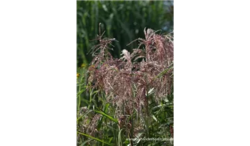 Gartenbaumschule Becker