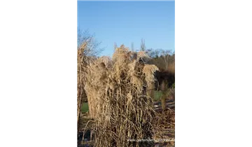 Gartenbaumschule Becker