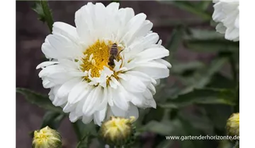 Gartenbaumschule Becker