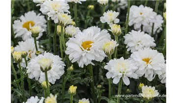 Gartenbaumschule Becker