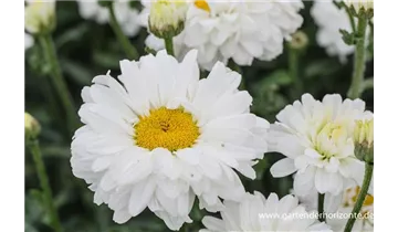 Gartenbaumschule Becker