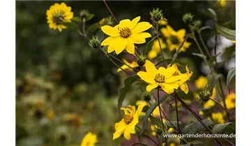 Gartenbaumschule Becker