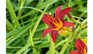 Gartenbaumschule Becker