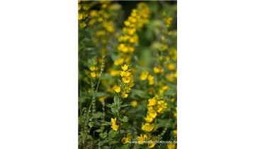 Gartenbaumschule Becker