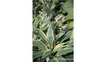 Gartenbaumschule Becker