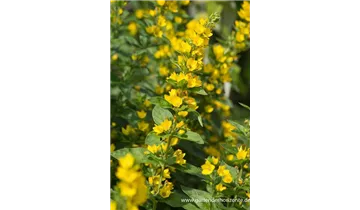 Gartenbaumschule Becker