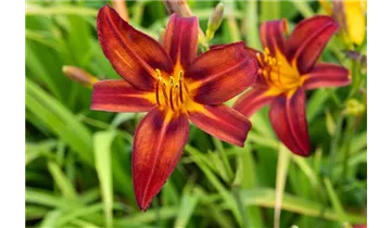 Gartenbaumschule Becker