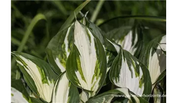 Gartenbaumschule Becker