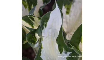 Gartenbaumschule Becker