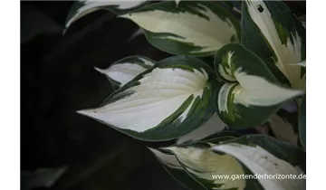 Gartenbaumschule Becker