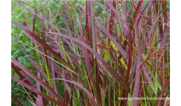 Gartenbaumschule Becker