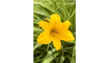 Gartenbaumschule Becker